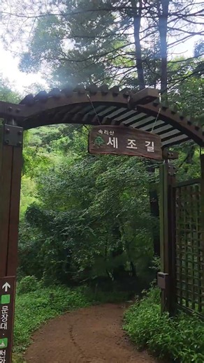비온뒤숲속산책#소소한일상#속리산산골일상#hiking #nature#산골#1일1산책#숲속산책#travel#속리산#자연#귀촌#산골밥상#집밥#속리산계곡#숲속동물#식물재배