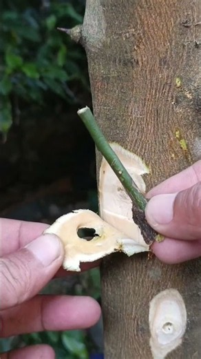 Replacing thorns with active buds🌳🌳 #fruitfarming #plantations #grafting