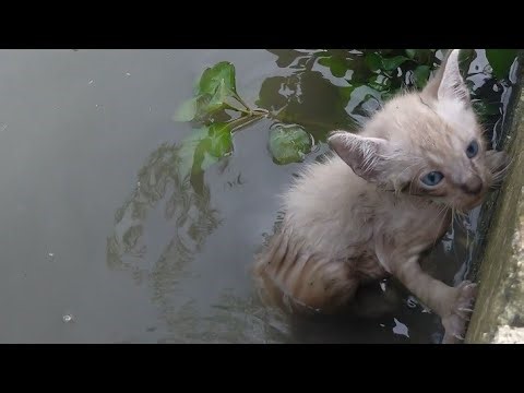 The Helpless Cat Screaming and Begging for help | Getting Stuck in the Garden Pond | Rescue Animals