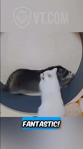 Albino Raccoon Has Every Excuse 😂