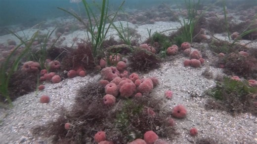 宇和海のポテンシャル･･･ ＃海の魅力 ＃ブルーカーボン ＃宇和海の生態系 ＃宇和海ダイビング ＃STEAM教育 ＃海洋デジタルツイン ＃生物多様性 ＃カイメン ＃アマモ | 一般社団法人宇和海環境生物研究所