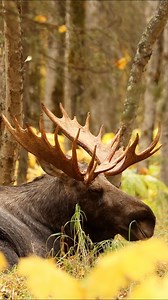 Alaska’s rut season is in full swing. 🫎 This powerful bull moose has spent his days battling off challengers and pursuing the cows, a true display of strength and endurance. The wild energy of autumn in Alaska is something unforgettable. #jaredsolbergphotography #CanonR7 #exploreanchorage #alaskaphotography #WildlifeAdventures #wildlifephotographer #wildlifephotography #adventure #outdoors #antlers #moose #bullmoose #mooseontheloose | Alaskan Adventures And More