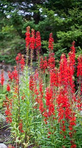 Need a plant for those wet areas of your garden? Consider Lobelia cardinalis, a striking native perennial good for several sun-to-shade situations. Learn more about this plant in this 60-second masterclass from our horticulturist, Catherine Kaczor. | Coastal Maine Botanical Gardens