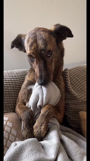 mother of dogs on TikTok