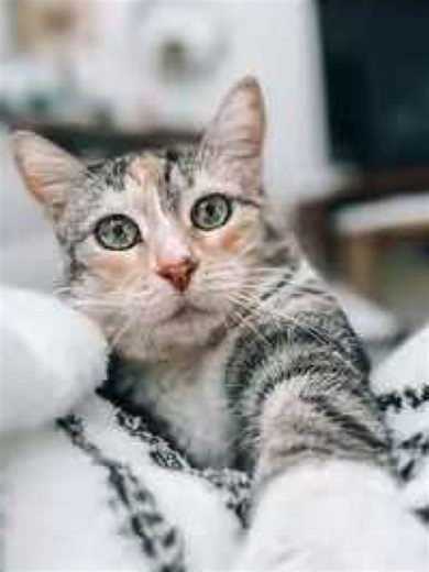 This is what a blood draw on your cat can sound like, which is why your veterinarian may recommend a pre-visit medication like gabapentin. Do you have a kitty that needs sedation for vet visits? #catvet #fearfree #catsofinstagram #blooddraw #vetclinic
