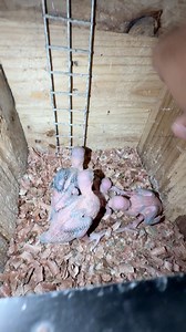 Harvesting indian ring neck chicks. These little ones were harvested for a live demo on how to properly take care of baby birds — from keeping them warm to safe hand-feeding. It's all about learning how to care, understand, and respect our feathered friends from the very start. | Myko's Aviary