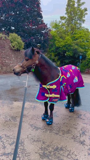 10K views · 1.1K reactions | Pocket Rocket   it’s home time Patrick  wait for me  ‍♂️ | The Adventures Of Patrick The Pony | Facebook