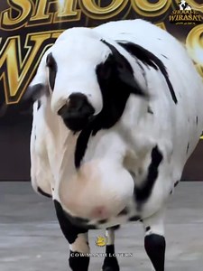 💕Thankyou everyone for your Great Response In Dalfa Cattle Show S4💕 🤍🐼Our Mighty *PANDA* The History Maker Sudani sheep is finally soldout to Qurbani Lover🐼🤍 ❤️Special Thanks To Musa Brothers goat farm❤️ | Cow Mandi Lovers