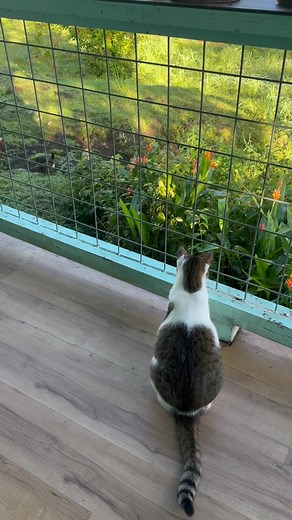 Cat TV | Paradise Found