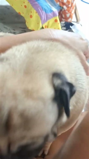 Let's have fun! #Pug #AnimalLover #Pet #dog #pug #Familypugs