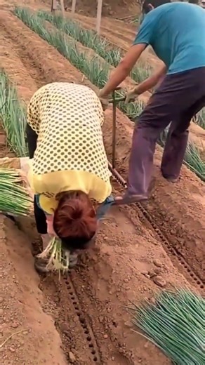 traditional techniques or processes of growing vegetables