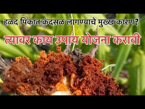 हळद पिकात सड लागण्याची प्रमुख कारणं | हळदीचं रक्षण कसं कराल |Turmeric Rot Disease Causes &Prevention