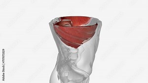 The muscles of the thorax include both the diaphragm as well as the muscles of the thoracic cage .