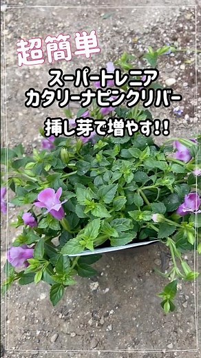 超簡単‼️挿し芽で増やすやり方🏵️【ガーデニング】#shorts #ガーデニング #植物 #挿し芽 #gardening #園芸