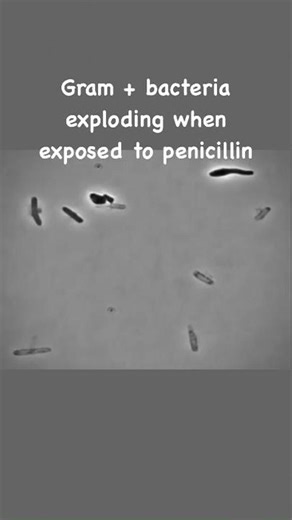 Bacteria exploding when exposed to Penicillin #bacteria #penicillin #peptidoglycan #murein #cells