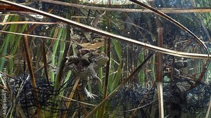 Common toad (Bufo bufo) male grasping female with his fore limbs under the armpits in a grip that is known as amplexus, gelatinous egg strings are tangled in plant stalks.