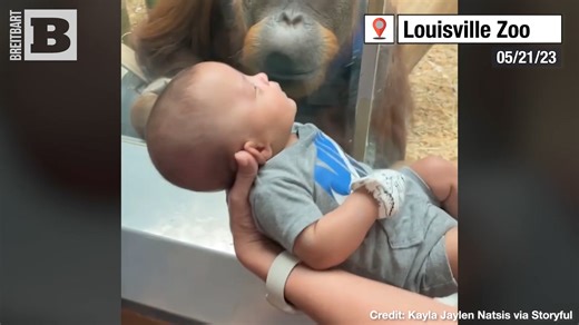 Heartwarming! An orangutan behind a glass barrier motioned to see a baby that was brought to the Louisville Zoo in Kentucky and was fascinated by the infant when it was moved closer to the enclosure. | Breitbart