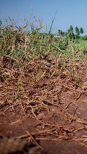 Shared Landscapes… The Russell’s viper and us… MCBT Snakebite Project Coordinator Gnaneswar Ch writes: Russell’s vipers have a hypnotizing chain-like pattern on their rough bodies, and a triangular head. They are mostly terrestrial in nature and their body texture offers a good camouflage. Bites often happen when we accidentally step on one. These venomous snakes have a wide distribution across the Indian subcontinent. They are also found in cities, foraging for rats. Being one of the major cont