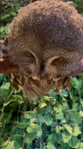 衝撃的なカラフトフクロウのアヒル寝ポーズ #Shorts
