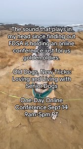 This one’s for you, frosted muzzle crew 🤘Check out the link in comments for tickets. #olddogsrock #seniordog #canineenrichment | Fenzi Dog Sports Academy