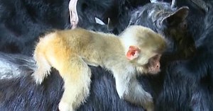 This monkey seems to think it's a goat