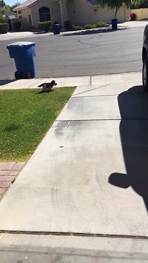 How to keep a dog from pooping in your yard.