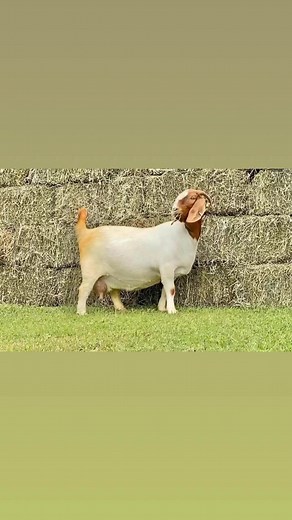 What is a Goats gestation period? The official answer is 150 days. You can start watch at 145 days and they may go as long as 155 days.​ Note: If a baby goat is born 10 days premature survival chances are very low. ​ Fact: We are not providing medical advice. Please consult a Veterinarian We are just sharing what we have learned here at Our Farm during kidding seasons and by spending time with our pregnant goat Nanny's..‼FULL BLOOD BOER GOAT BUCK / PREGNANT DOES ‼ #availablenow #pregnant #pregna