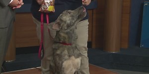 Weekly pet visit from Helping Hands