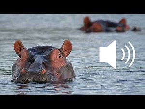 Hippo snorting sound effects SFX (HD)