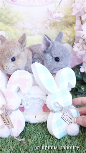 ハッピーイースター！画面がうさぎだらけで可愛すぎる🐇🥚✨