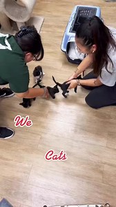 Kitten wrangling. #welovecats #lovecats #lovekittens #thecatterycc | The Cattery Cat Shelter