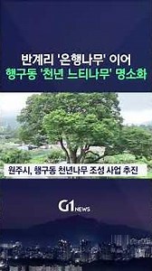 [G1뉴스] 천년 느티나무..'고목' 관광자원 육성