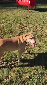 17K views · 727 reactions | 朗GIA SEEKS A FOREVER HOME THROUGH ADOPTION! This senior lab mix boasts basic training, a calm temperament, and dog-friendly nature. GIA fits well into various family settings. Adopt her before the holiday weekend. GIA is an exceptional companion. During National Senior Pet Adoption Month, senior adoption fees are waived for the entire month. - Genesee County Animal Control | Genesee County Animal Control | Facebook