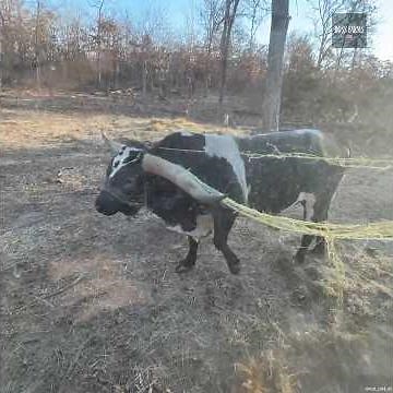 2000lb Bull Stuck! 👀