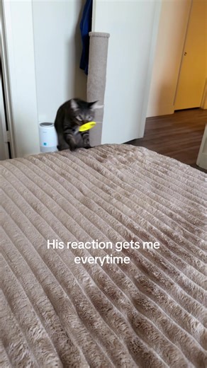 Adorable Tabby Cat Fetches Toy Half the Time