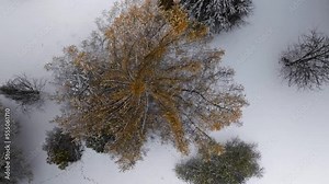 Top down view of larch tamarack tree in late fall with yellow autumn color with snow on the ground below
