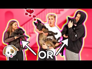 WE CAUGHT PUPPY APOLLO SMASHING ANOTHER DOG..?! {CHEATING}