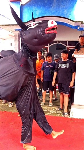 Banteng Macan Wahyu Puspito Timbang #tranding1