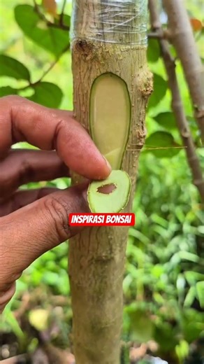 Amazing grafting technique #craft #bonsai #diy #airlayering #grafting #plants #garden #foryou