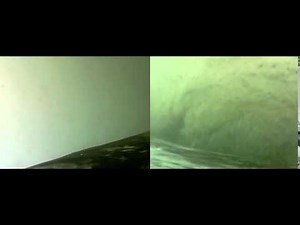 Gray whale feeding on bottom in N Puget Sound from video tag