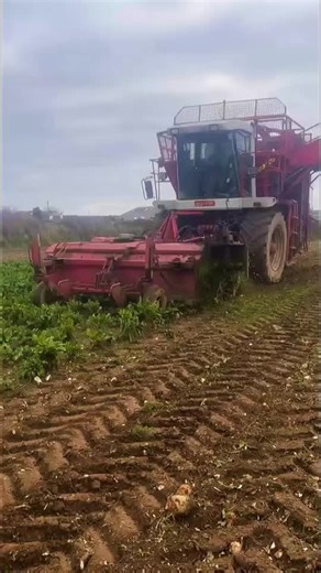 Fodder Beet for Sale with Delivery Options
