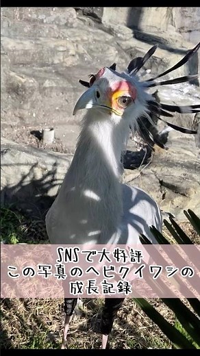 xで話題の写真のヘビクイワシの成長記録 #東武動物公園 #癒し #赤ちゃん #かわいい #動物 #動物園 #zoo #ヘビクイワシ #ちゃづけ