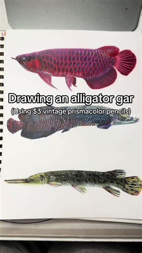 Drawing an alligator gar using #vintage #prismacolor #coloredpencils #alligatorgar #colorpencil