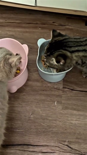 Cute moments of pets p19. 宠物们的美好瞬间 p19. Khoảnh khắc dễ thương của thú cưng p19 #cute #可爱的 #dethuong