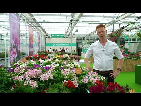 Highlight video: Alstroemeria Inticancha® by HilverdaFlorist