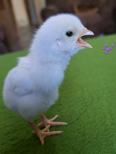 Sweet Sounds of Baby Chickens Hatching and Growing