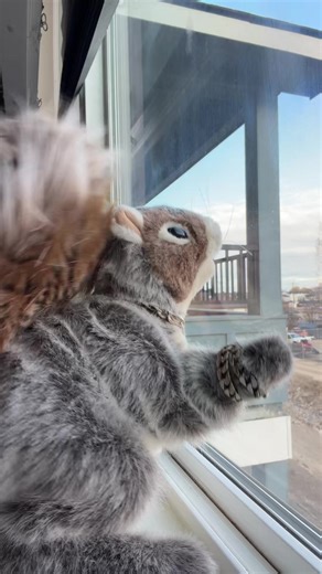 Я повернувся #squirrel #viral #SquirrelVibes #fyp | squirrel