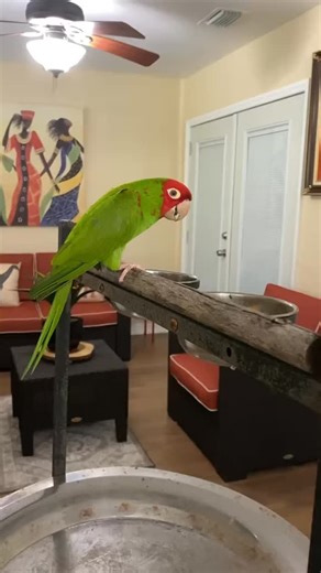 •Cherry-Headed Conure• “Flashing those cherry-red vibes ❤️🍒” - (Reserved)- - For details, prices & contact info visit our website💏 - - ❤️ (www.chirpnfeed.com) • #cherryheadedconure #redmaskedconure #chirpnfeed | Chirpnfeed