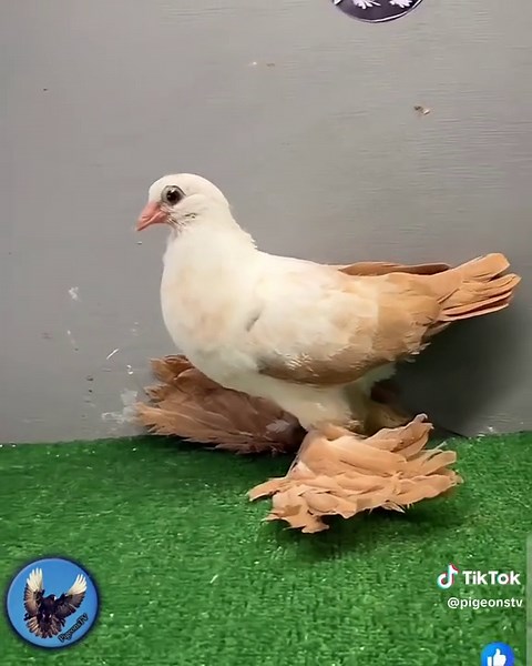 Exploring Warsaw's Unique Pigeon Breeds