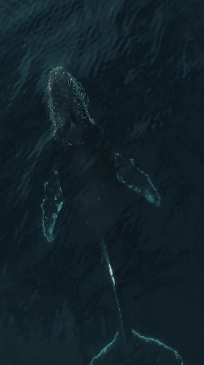 105K views · 4.3K reactions | Whales sing, swim, and eat! Peaceful day on the water. | Slater Moore Photography | Facebook